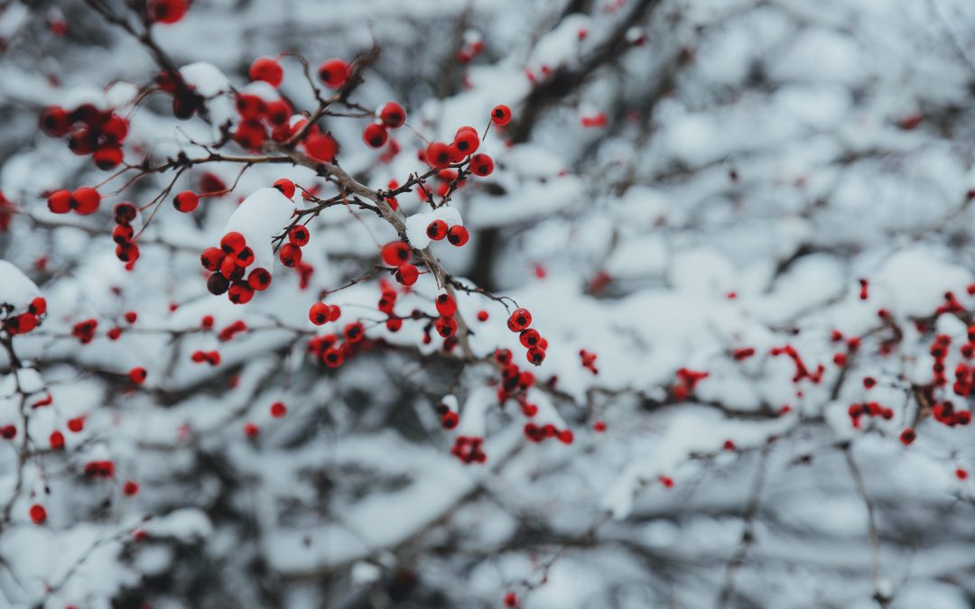 Week 2: January 10 & 12