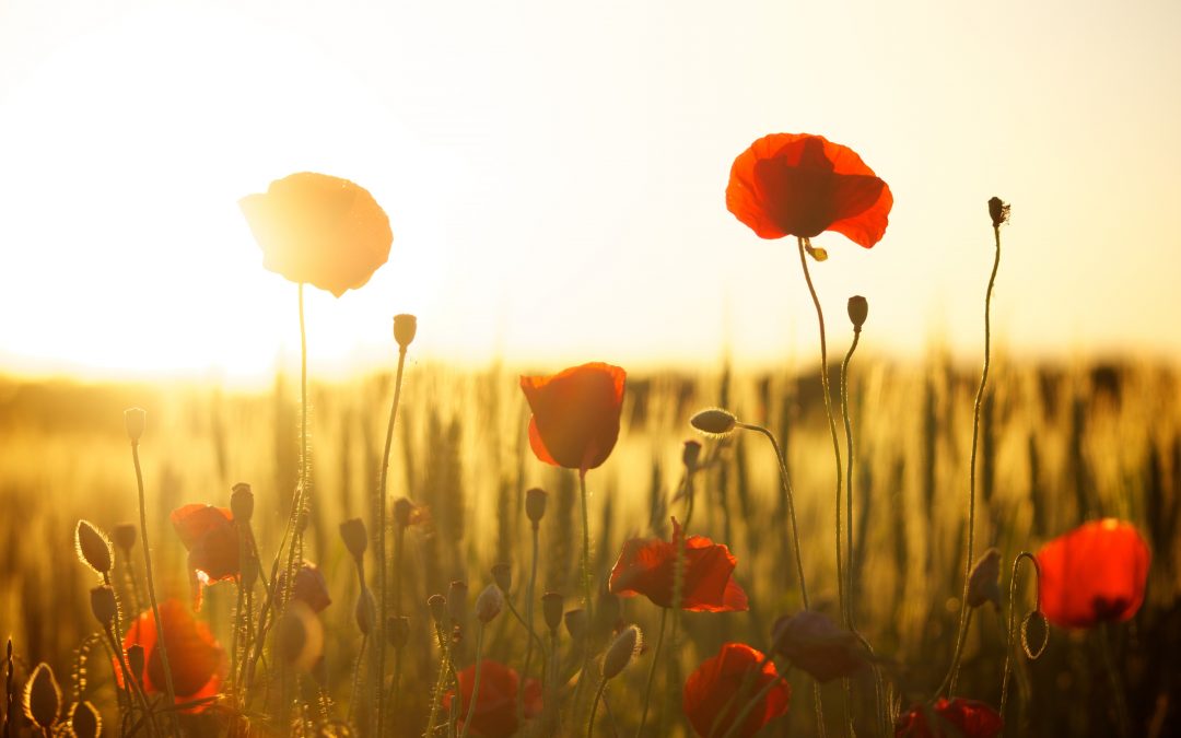 November 8 (Monday)